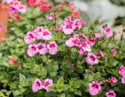 BP475 DIASCIA 4" POT