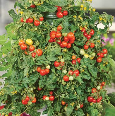 TOMG1- PATIO TOMATO 1 GAL