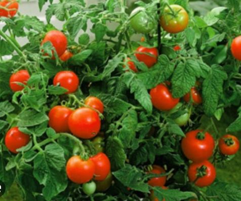 TOMG3 BETTER BUSH TOMATO 1GAL