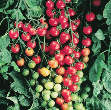 TOMG4 SWEET 100 TOMATO 1 GAL